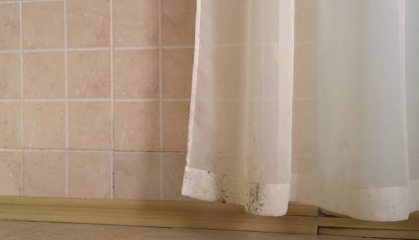 Best Black Mold Removal  in National Park, NJ