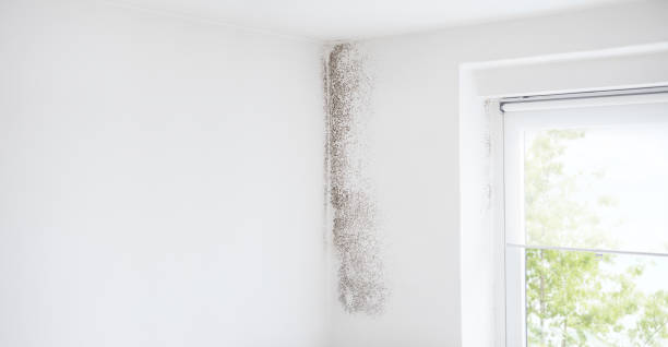 Best Environmental Consulting for Mold Prevention  in National Park, NJ