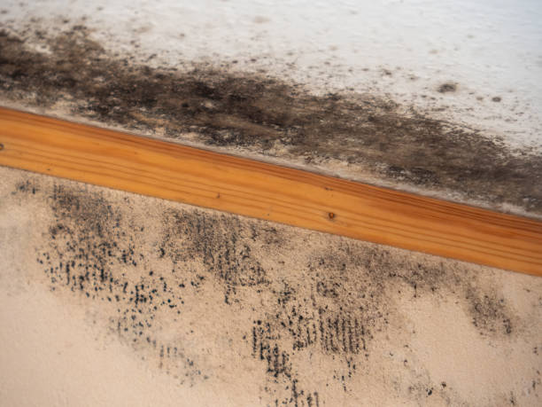 Best Water Damage & Mold Remediation  in National Park, NJ
