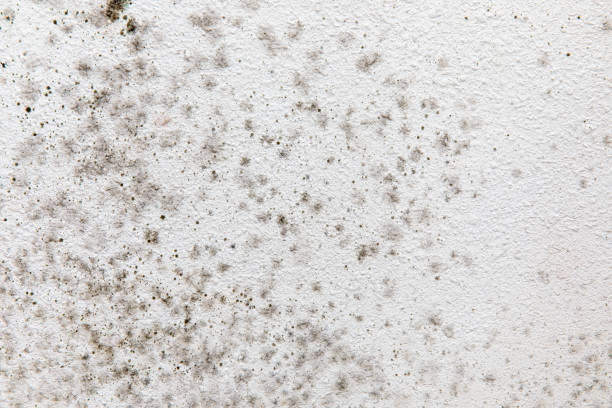 Best Mold Remediation for Healthcare Facilities  in National Park, NJ
