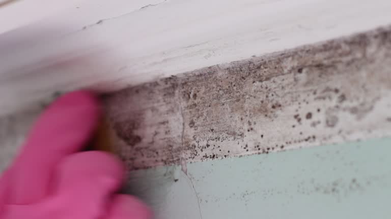 Best Biohazard Mold Removal  in National Park, NJ